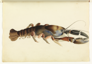 Fresh Water Crayfish