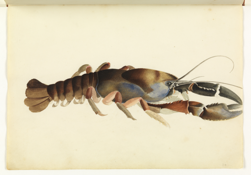 Fresh Water Crayfish