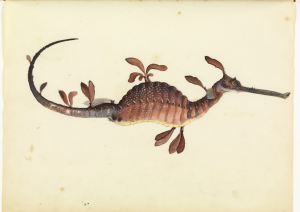 Sea Dragon