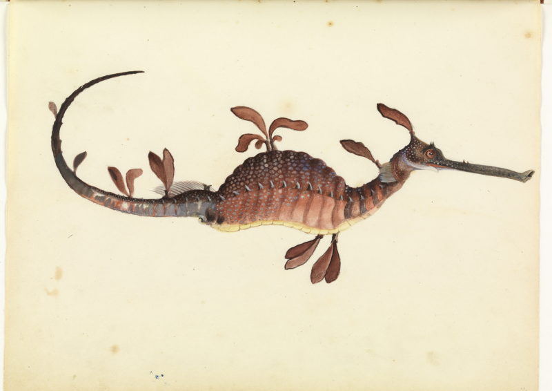 Sea Dragon