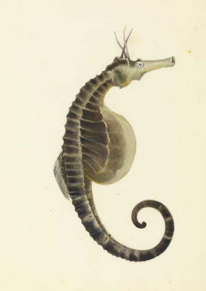 Sea Horse