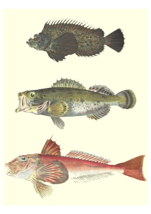 Fish 2