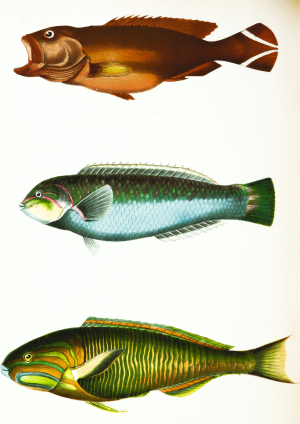 Fish