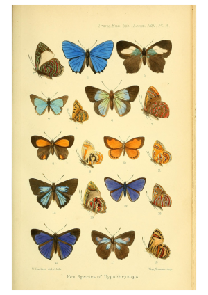 Butterflies 5