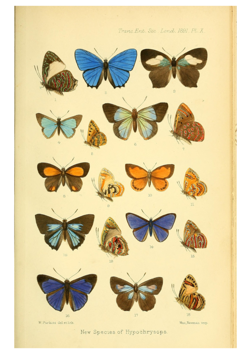 Butterflies 5