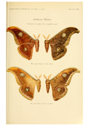 Moths 2