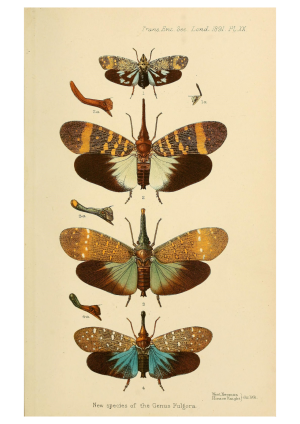 Moths