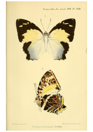 Butterflies
