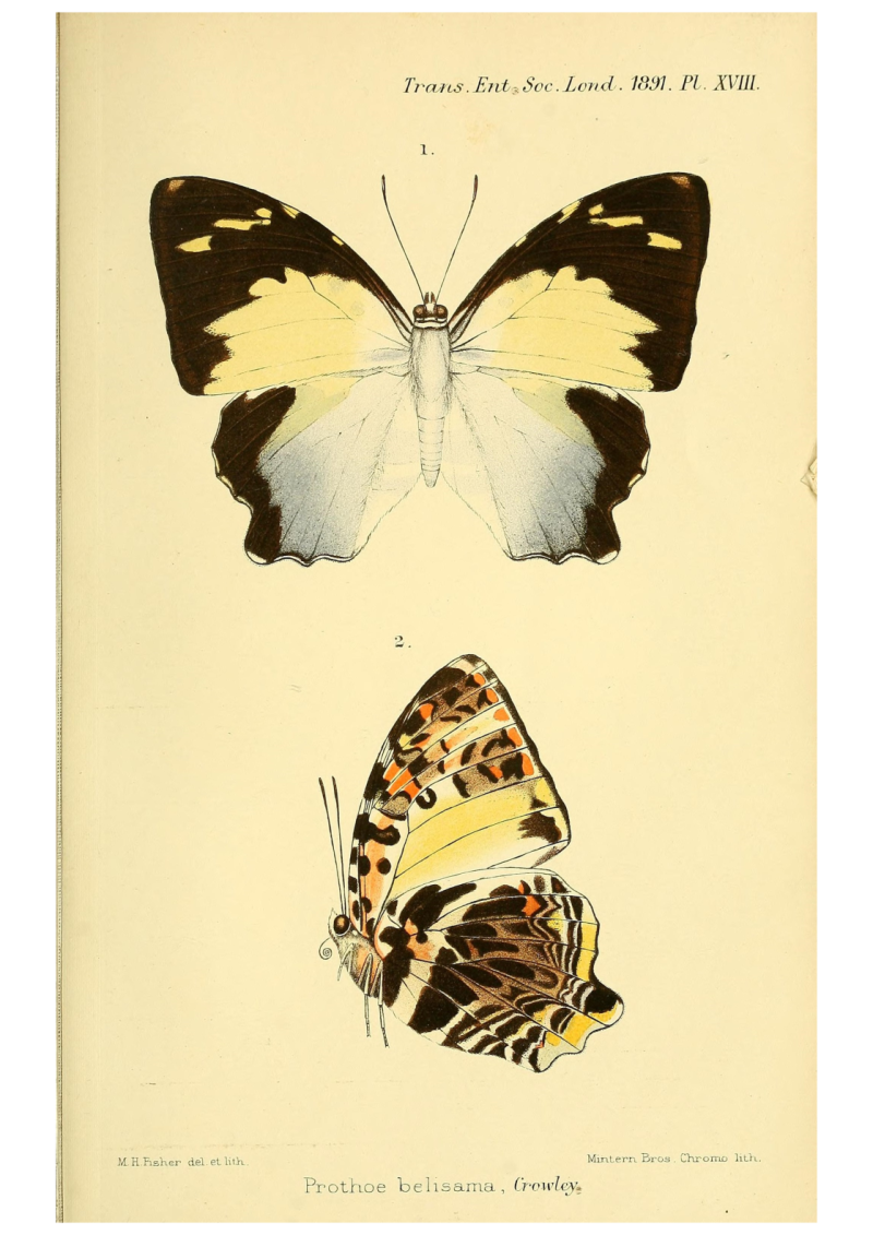 Butterflies