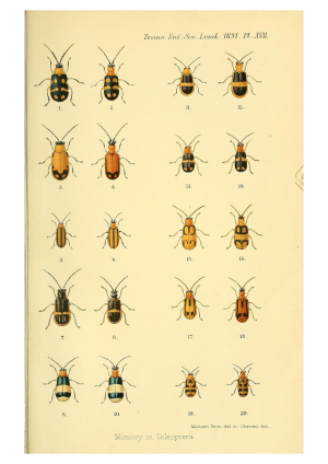 Beetles 2