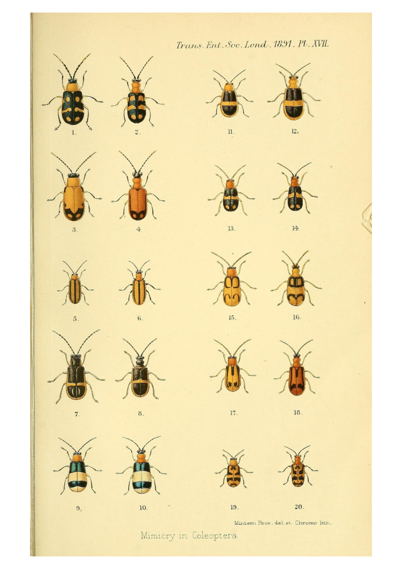 Beetles 2