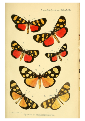 Butterflies 4