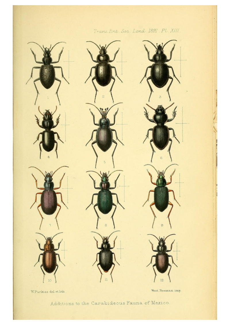 Beetles