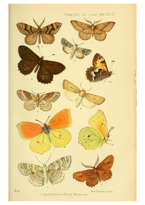 Butterflies 2