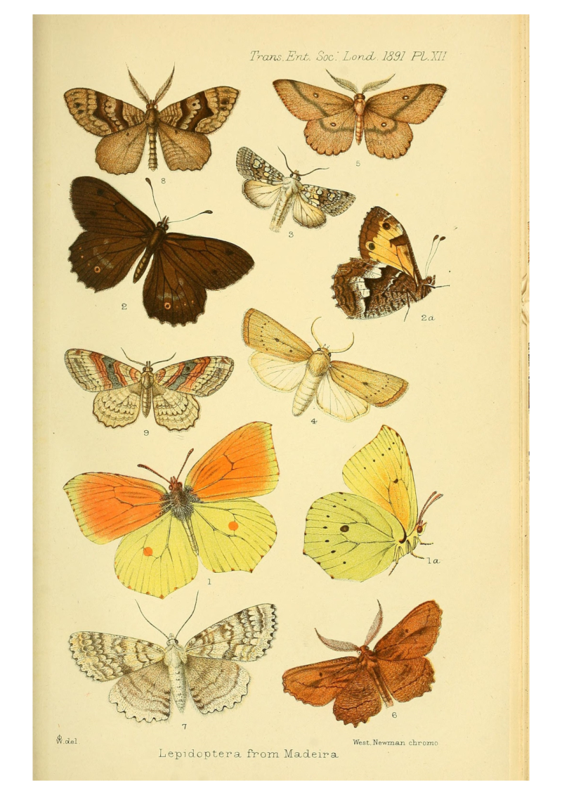 Butterflies 2