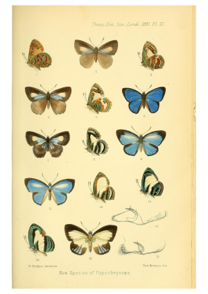Butterflies 3