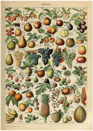 Fruits Two