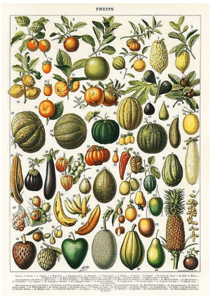 Fruits