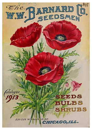Poppies