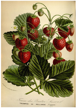 Strawberries