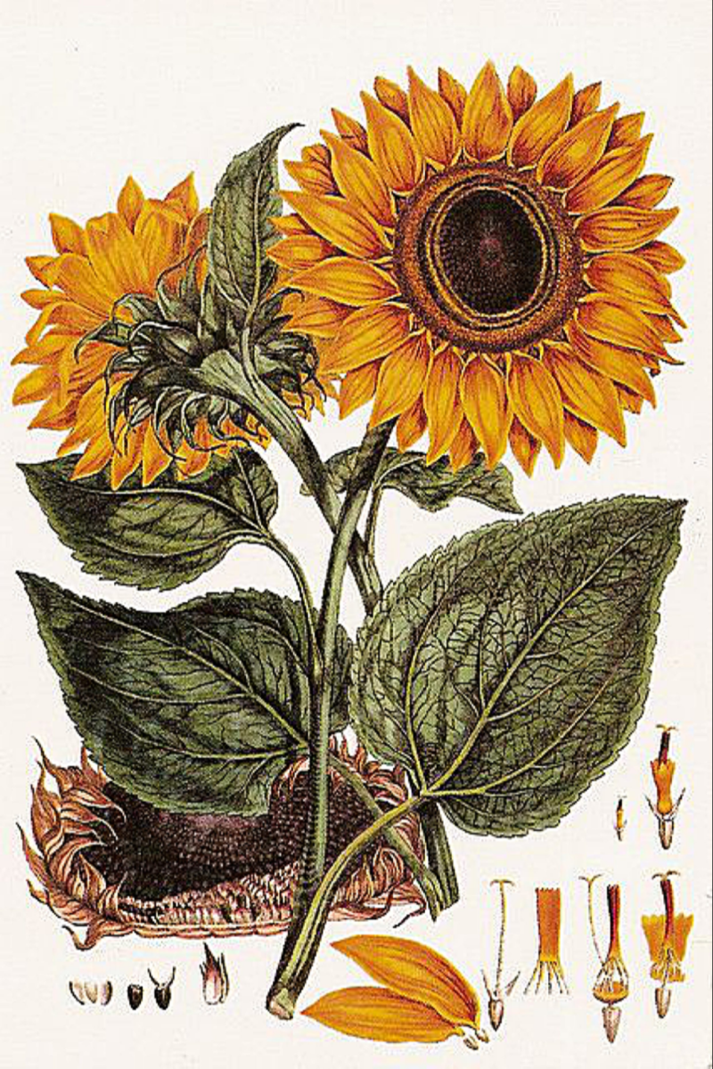 Sunflower 2