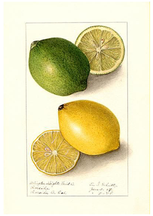 Lemon and Lime