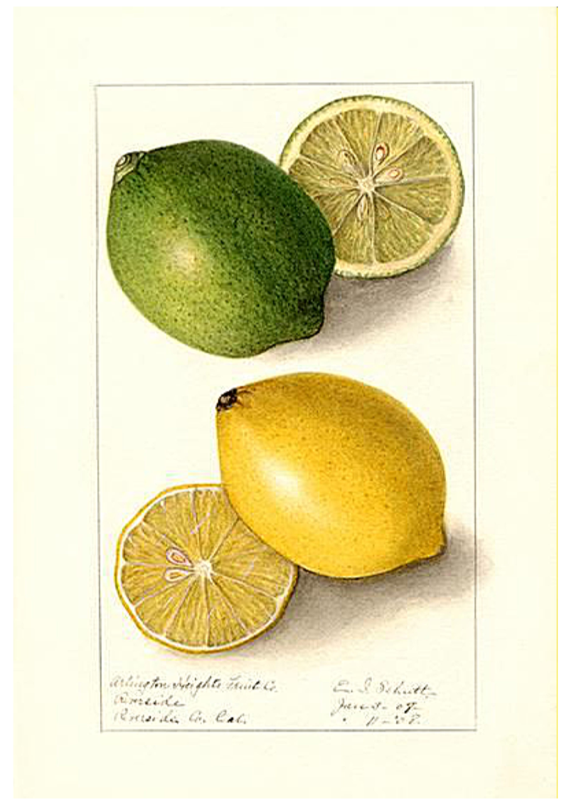 Lemon and Lime