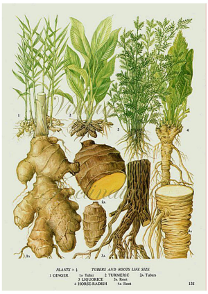 Tubers and Roots