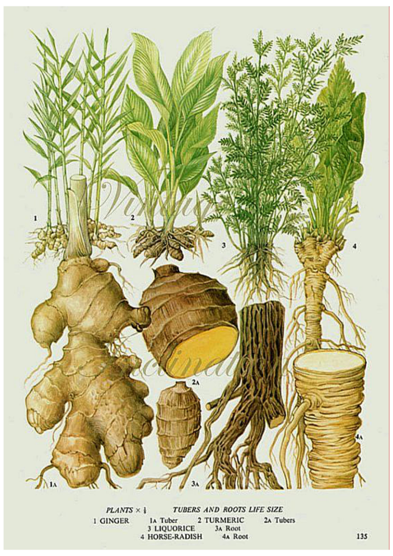 Tubers and Roots